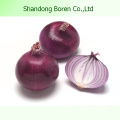 2015 China New Season Fresh Red Onion